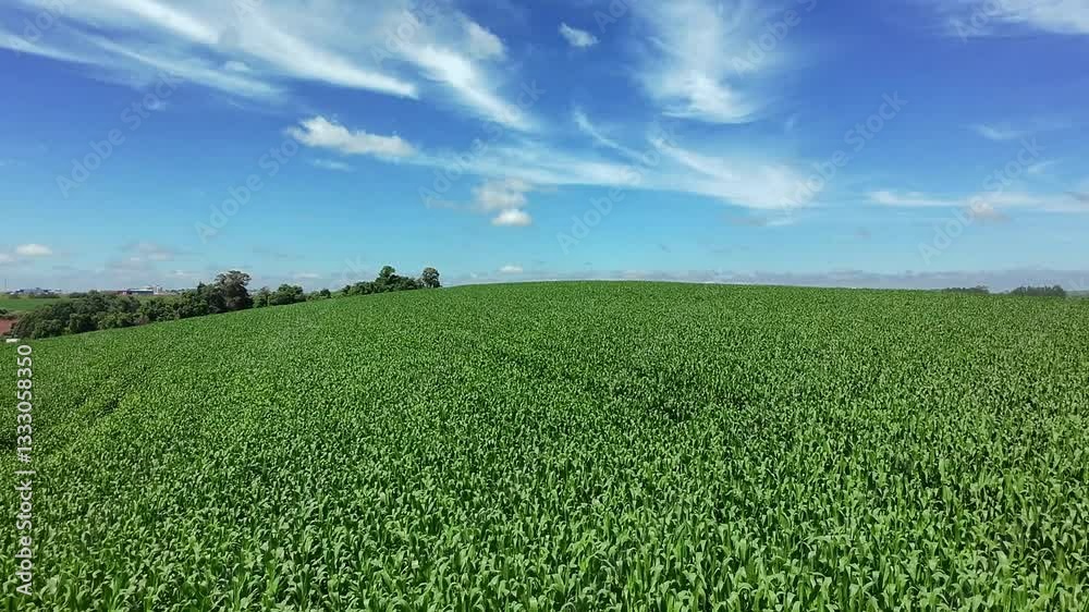 plantação com milhos plantação com milhos