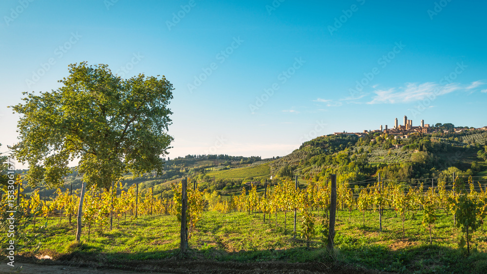 Fototapeta premium Vineyards in the San Gimignano countryside and a tree. Tuscany, Italy