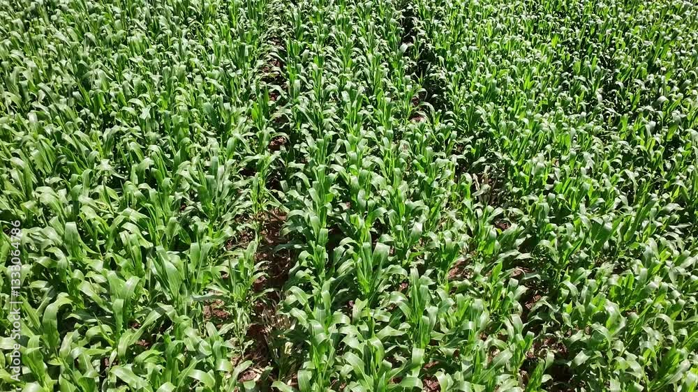 plantação com milhos plantação com milhos