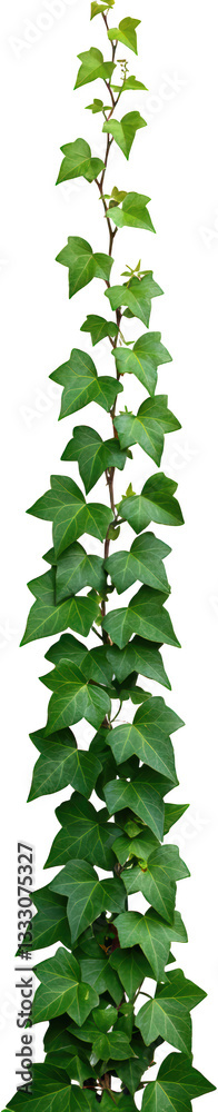 Obraz premium Lush Green Ivy Vine Climbing Plant Natural Foliage Vertical Texture Isolated Background