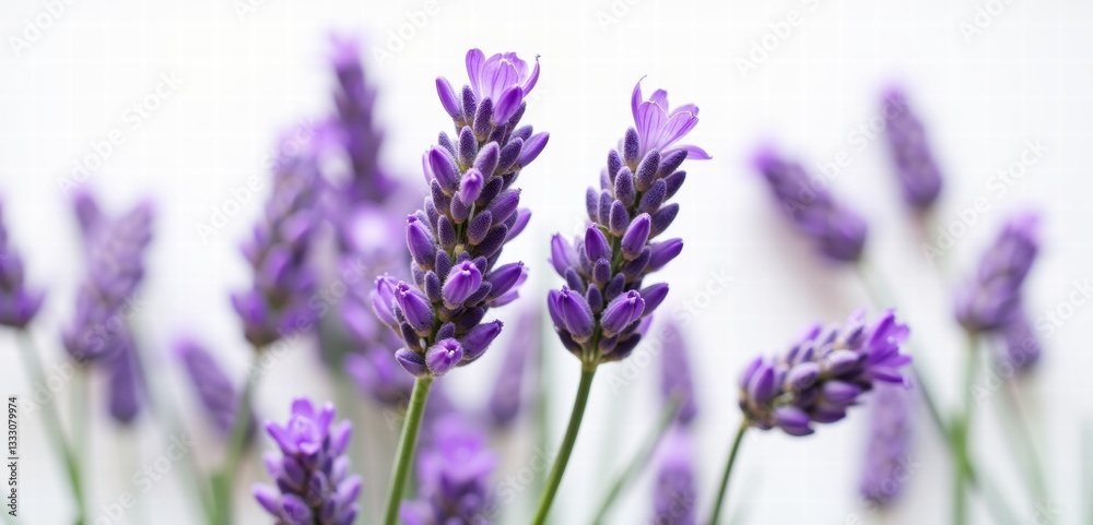 Obraz premium Beautiful lavender blossoms in soft focus. Perfect for wellness, aromatherapy, or home decor themes, bringing a sense of calm and natural beauty.