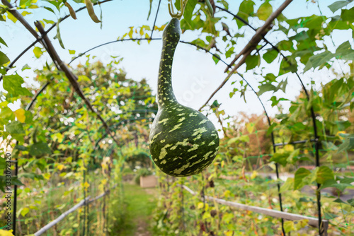 Obraz na plátně Unique gourd hangs in a vibrant garden during the golden hours of late afternoon