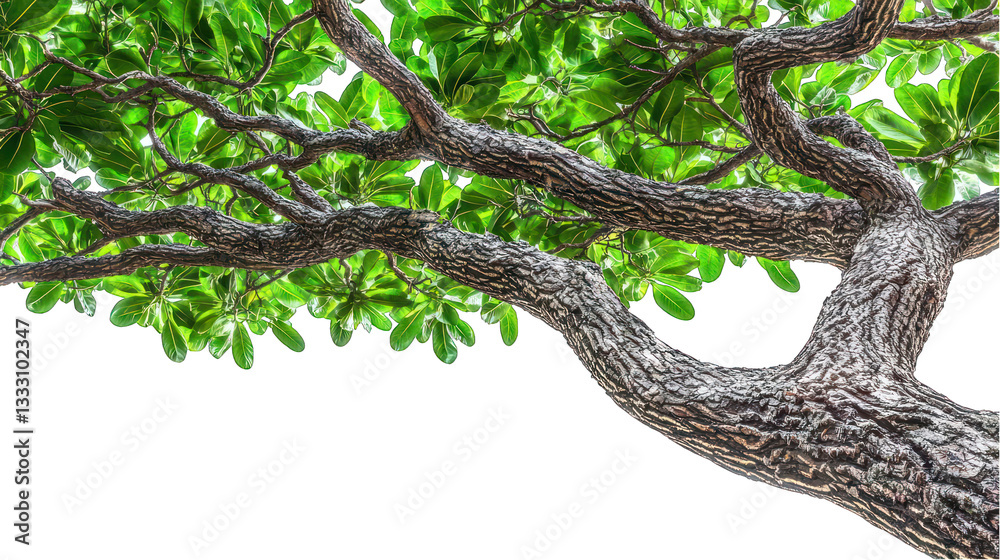 Low angle view of a branchy tree with vivid, green leaves against dark Low angle view of a branchy tree with vivid, green leaves against dark