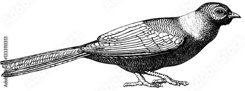 Engraved vintage illustration of a bird showcasing intricate details and craftsmanship