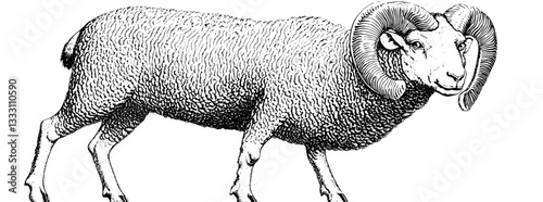 Engraved vintage illustration of a ram with intricate detailing in wool and horns showcasing artisanal craftsmanship