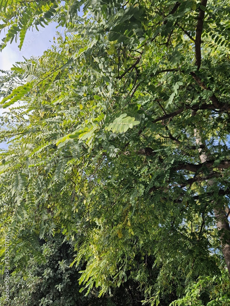 Fototapeta premium tropical forest with green trees