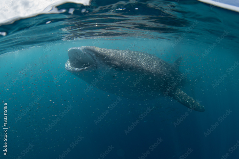 Naklejka premium A large, filter-feeding whale shark, Rhincodon typus, slowly swims in shallow water near Gorontolo, Indonesia. This beautiful, tropical shark is considered an endangered species.