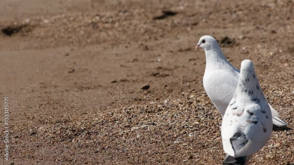 White doves on the sand by the sea