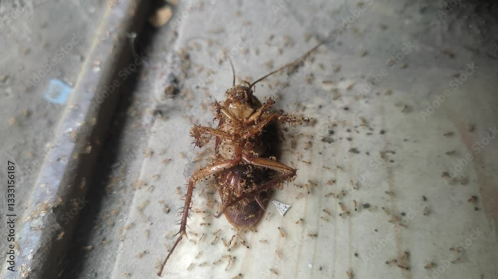 Dead cockroach surrounded by ants. Insect scavengers feeding on a roach carcass. Dead cockroach surrounded by ants. Insect scavengers feeding on a roach carcass.