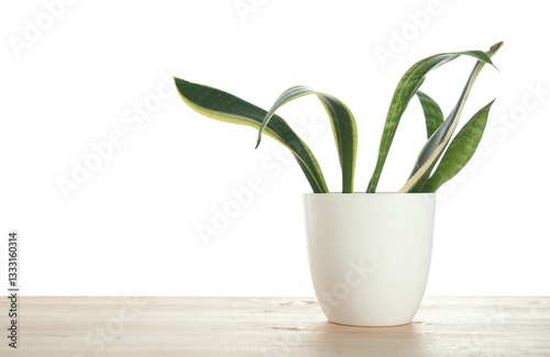 Beautiful sansevieria in fl...
