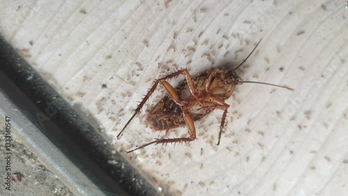 Dead cockroach surrounded by ants. Insect scavengers feeding on a roach carcass.