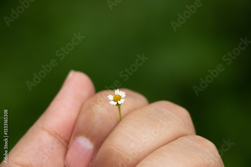 Flor silvestre mini
