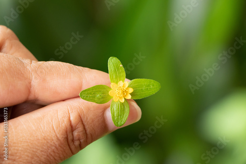 Florecilla amarilla