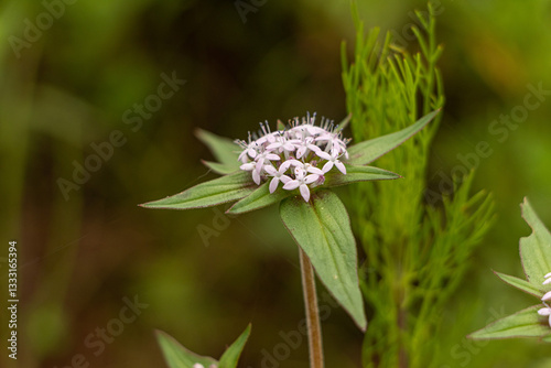 Las flores mas bellas son silvestres