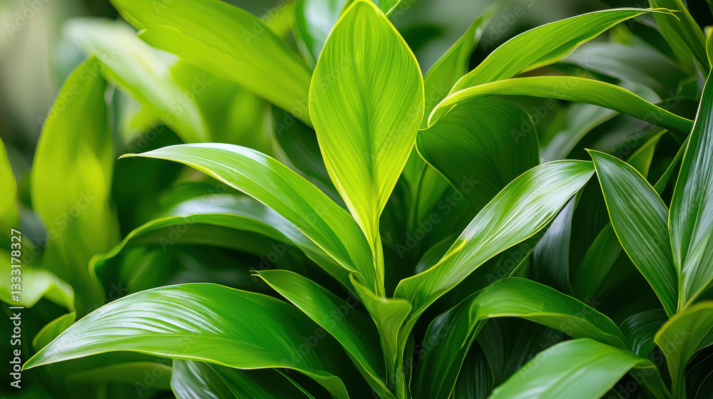 Obraz premium Lush green foliage with vibrant leaves creating tropical vibe
