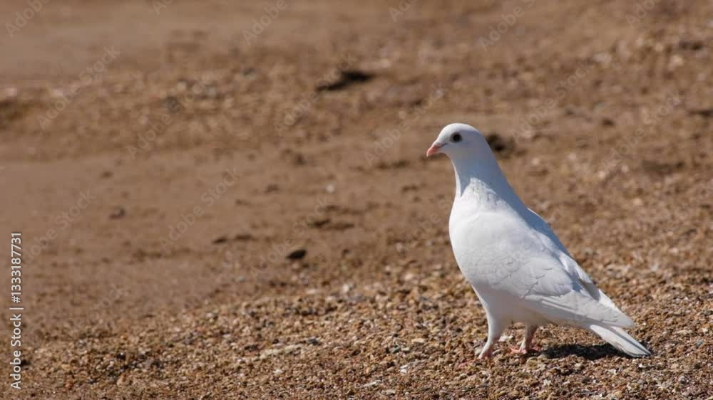 White dove on the sand by the sea White dove on the sand by the sea