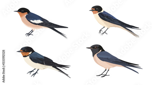 Barn Swallow Vector Art – Elegant Bird Silhouette Illustration