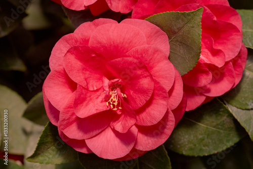 Close-Up of Vibrant Pink Camellia Flower in Bloom< Detailed view of a bright pink camellia flower with lush green leaves in soft natural light.