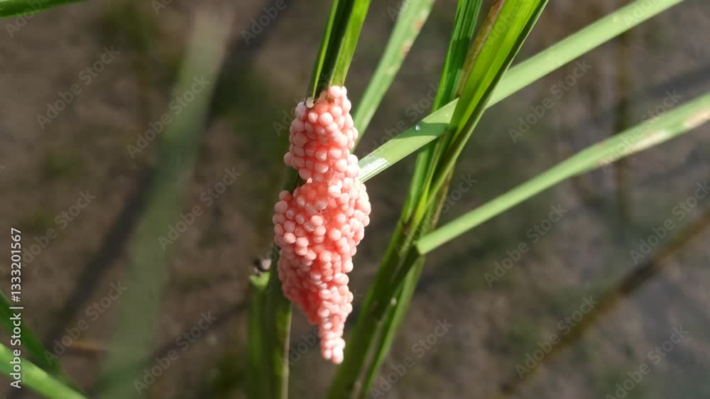 Paddy plant pests: snail eggs