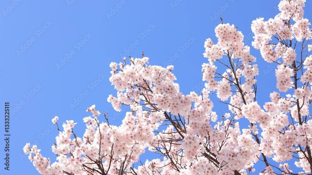 美しい青空と満開の高遠城址公園のコヒガンザクラ1 美しい青空と満開の高遠城址公園のコヒガンザクラ1