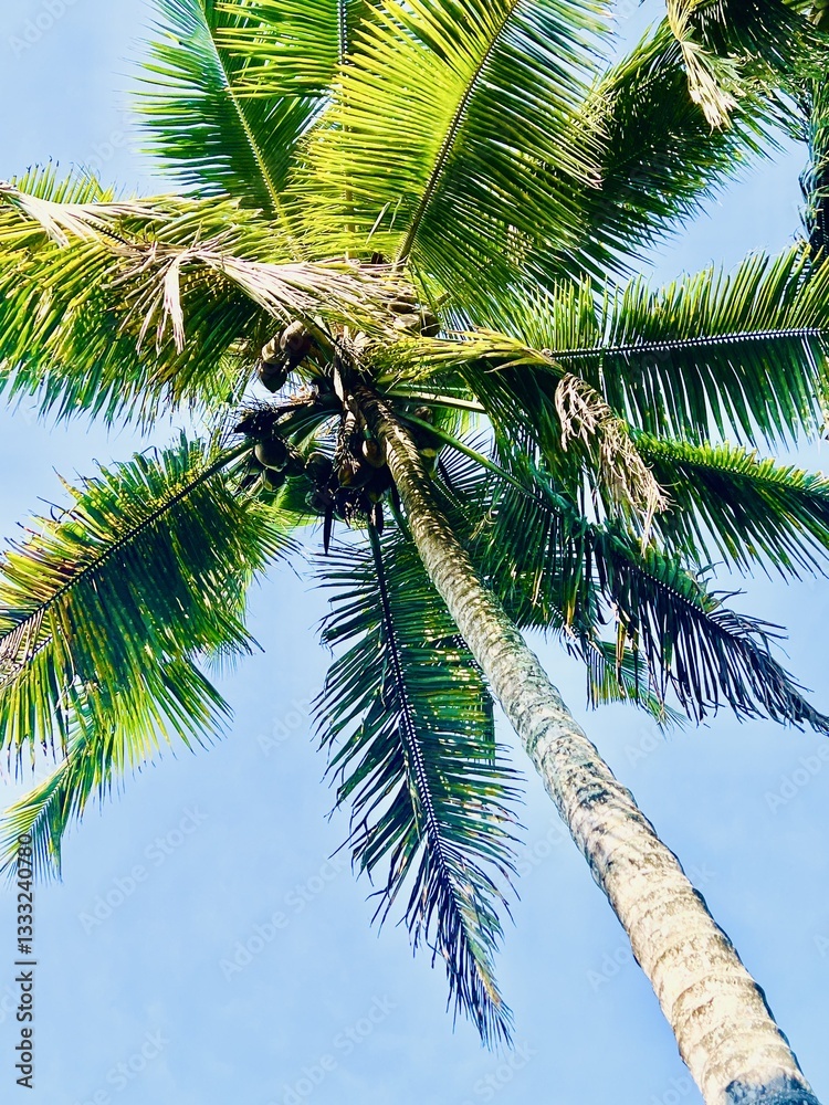Fototapeta premium palm tree on blue sky