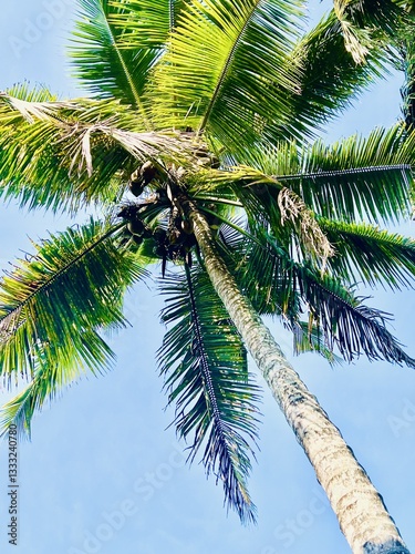 palm tree on blue sky