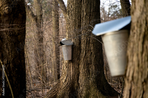 Slika na platnu maple syrup season, metal buckets hung on tree to collect sap