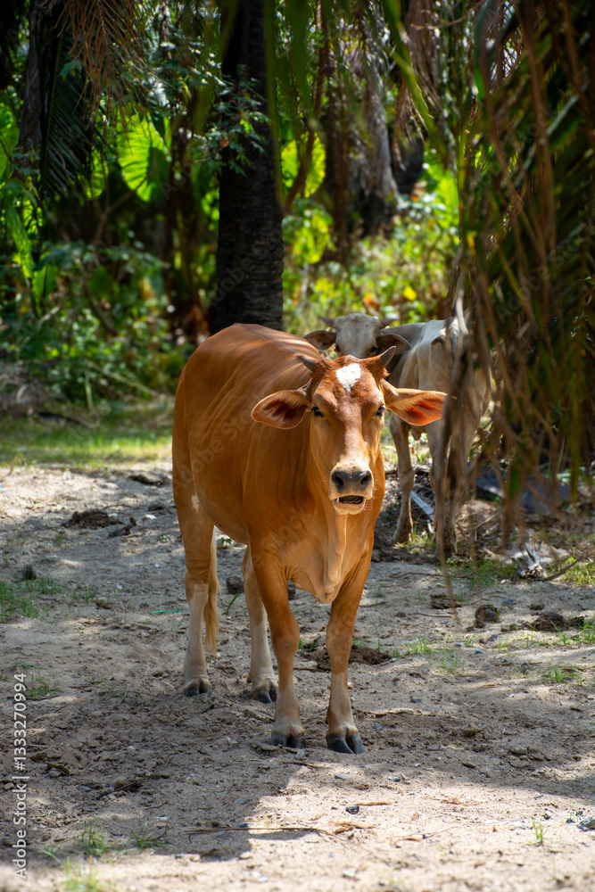 Asian cow in the shade of palm trees, beautiful lighting
