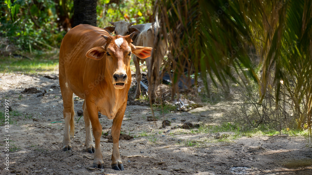 Asian cow in the shade of palm trees, beautiful lighting