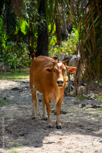 Asian cow in the shade of palm trees, beautiful lighting