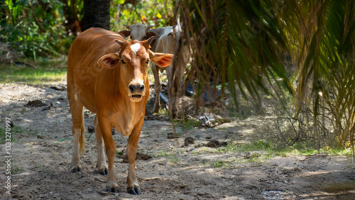 Obraz na płótnie Asian cow in the shade of palm trees, beautiful lighting w salonie