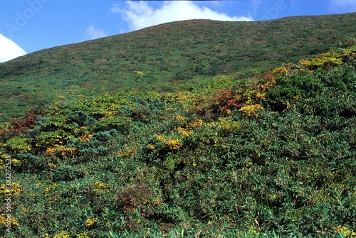 Autumn leaves of Mt. Kurikoma, Sukawa-dake, Iwate, Japan