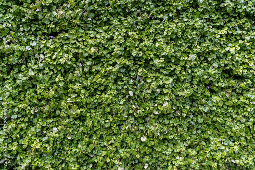 Green grass wall texture for background design. The background of the eco-wall is made of green natural plants. High quality photo Green grass wall texture for background design. The background of the eco-wall is made of green natural plants. High quality photo