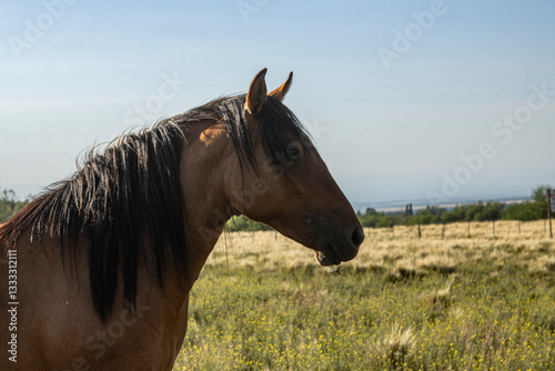 Fotografía de un caballo marrón en perfil, capturado en un campo con pasto alto y fondo desenfocado. Imagen tranquila y natural, perfecta para contenido comercial, educativo o campañas de turismo rura