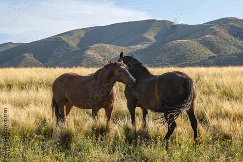 Fotografía de dos caballos interactuando en un campo de pastizales dorados, con un fondo montañoso bajo luz natural. Imagen ideal para contenido comercial, turístico o relacionado con la vida silvestr