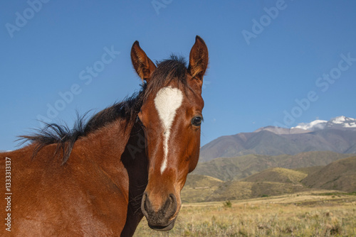 Primer plano de un caballo marrón con una mancha blanca en la frente, capturado en un entorno natural con montañas al fondo y cielo despejado. Imagen ideal para campañas turísticas, educativas o relac