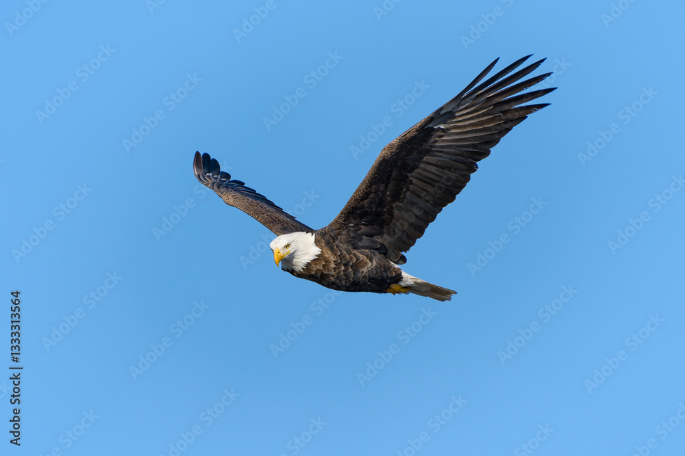 Naklejka premium A bald eagle looks ahead as it flies with blue sky int he background.