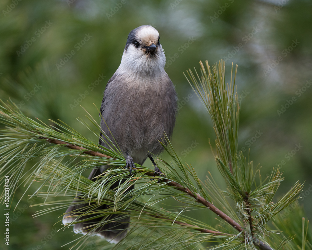 Obraz premium A canada jay perches in a pine tree.
