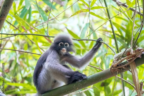 Trachypithecus obscurus, Wonder Of Wildlife