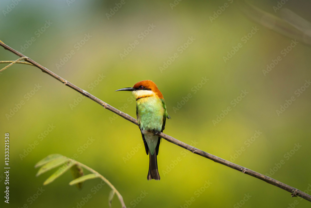 Obraz premium Chestnut-headed Bee-eater or Merops leschenaulti