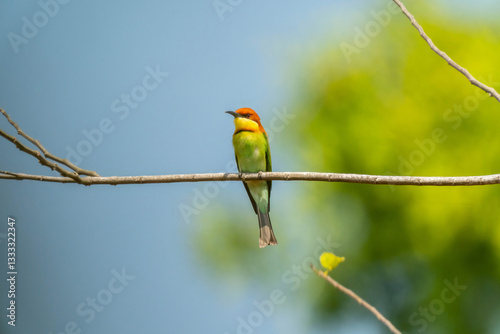 Chestnut-headed Bee-eater or Merops leschenaulti