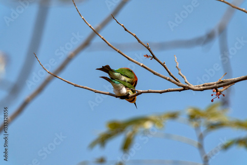 Chestnut-headed Bee-eater or Merops leschenaulti
