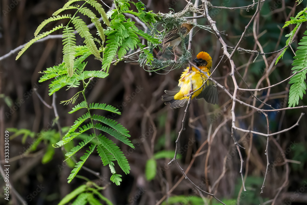 Εκτύπωση καμβά The yellow bird on Build nest from dry stick hay in nature