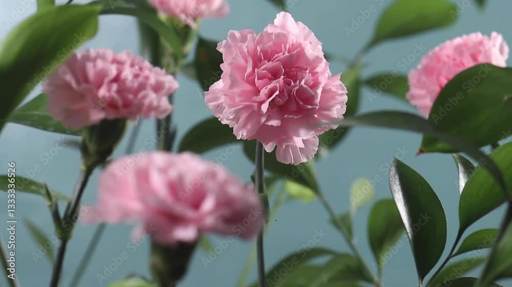 A close-up of several pink carnations with green foliage against a soft blue background. A close-up of several pink carnations with green foliage against a soft blue background.
