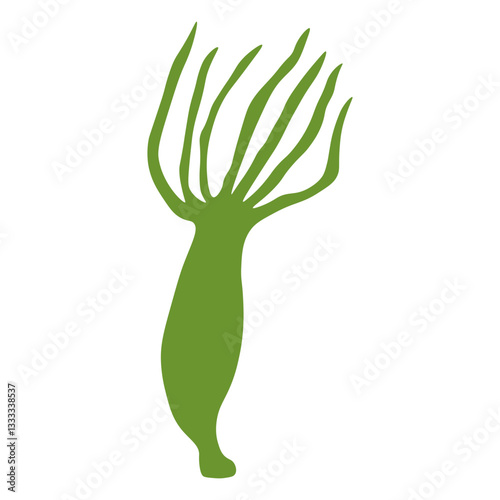 Hydra vulgaris