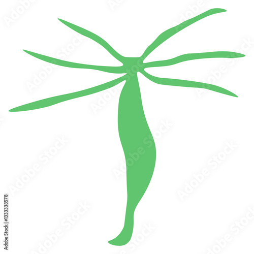 Hydra vulgaris