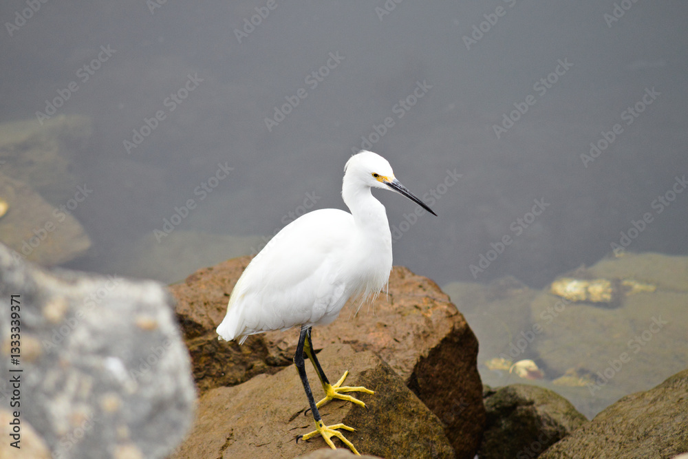 snowy egret on the beach snowy egret on the beach