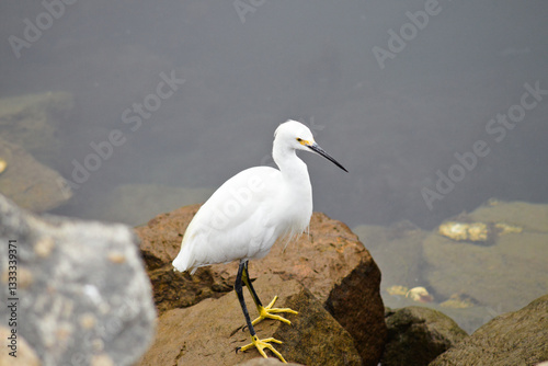 snowy egret on the beach