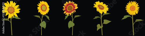 sunflowers, vector drawing flowers, Blooming sunflowers. Sunflowers in full bloom. Vector illustration.