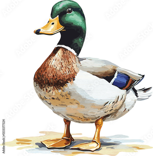 Mallard Duck Vector Illustration Isolated on White